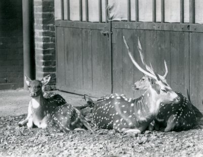 Čtyři jeleni axisové včetně jelena s parohy v londýnské zoo v roce 1924 od Frederick William Bond