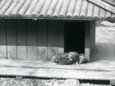 Čtyři kojotí štěňata odpočívající u vchodu do jejich doupěte/dřevěné chovatelské stanice v londýnské zoo od Frederick William Bond