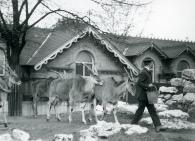 Čtyři losi sledují svého chovatele v době krmení ve výběhu před Antelope House, londýnská zoo, červen 1925 od Frederick William Bond