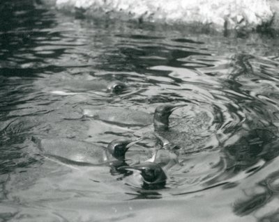 Čtyři tučňáci královští plavou ve svém bazénu v londýnské zoo, červen 1927 od Frederick William Bond