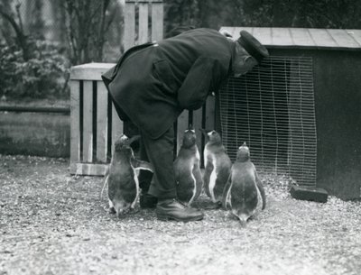 Gentoo Penguins s chovatelem Albertem Whitem, London Zoo, c.1914 od Frederick William Bond
