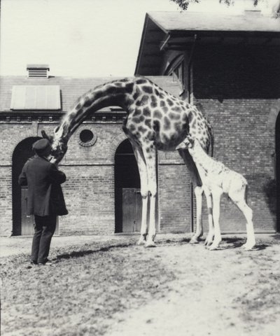 Žirafa s třídenním mládětem a ošetřovatelem v londýnské zoo, 1914 od Frederick William Bond