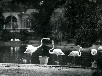 Plameňáci větší na jezeře v londýnské zoo v roce 1924 od Frederick William Bond