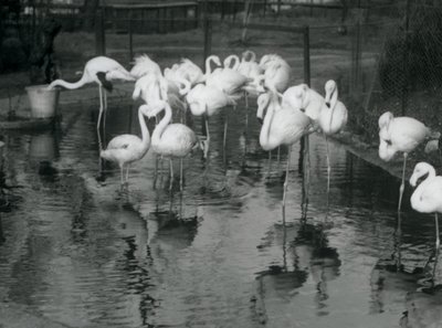 Plameňáci větší na rybníku v londýnské zoo, 1926 od Frederick William Bond