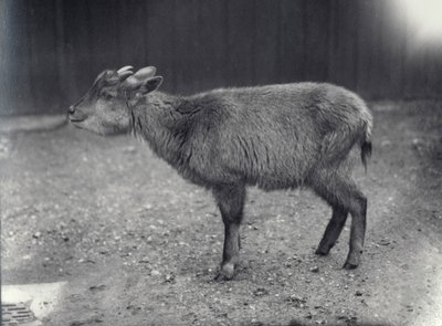 Himálajský goral v londýnské zoo, 1914. od Frederick William Bond