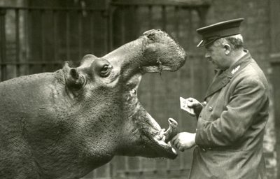 Hroch Bobbie s chovatelem Erniem Bowmanem, Londýnská zoo, 1927 od Frederick William Bond