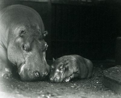Hrošice Joan se svým mládětem Jimmym v londýnské zoo v březnu 1927 od Frederick William Bond
