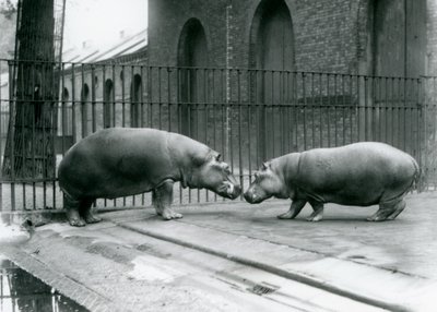 Hroši Bobbie a Joan jsou představeni v londýnské zoo, 1923 (černobílá fotografie) od Frederick William Bond