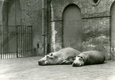 Hroši Bobbie a Joan v londýnské zoo, červenec 1923 (černobílá fotografie) od Frederick William Bond