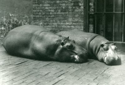 Hroši Bobbie a Joan ležící ve svém výběhu v londýnské zoo, červenec 1923 (černobílá fotografie) od Frederick William Bond