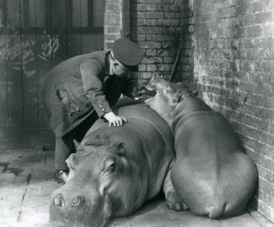 Hroši Joan a Jimmy v londýnské zoo v roce 1927 od Frederick William Bond