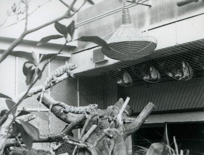 Leguáni, vyhřívající se na větvích, užívající si umělého slunečního světla ve svém výběhu, Londýnská zoo, srpen 1928 (č/b foto) od Frederick William Bond
