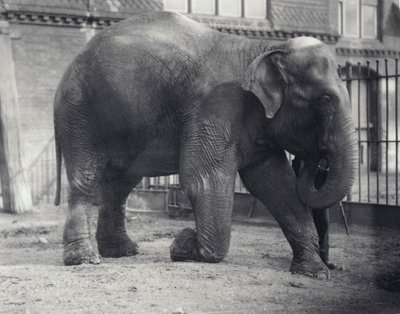 Slon indický, Assam Lukhi, klečící s ošetřovatelem v londýnské zoo, duben 1914 od Frederick William Bond
