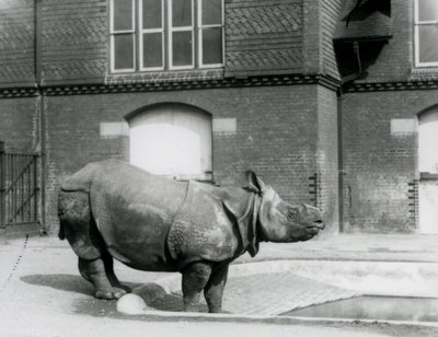 Nosorožec indický Felix stojící na okraji svého bazénu v londýnské zoo v roce 1927 od Frederick William Bond