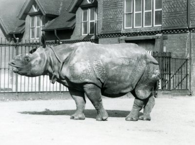 Nosorožec indický Felix stojící ve svém výběhu v londýnské zoo, 1927 od Frederick William Bond