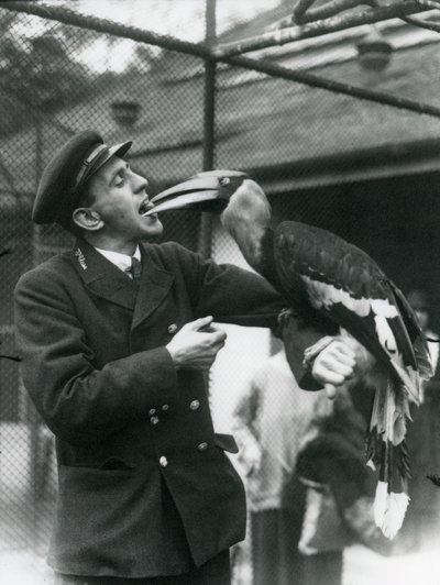 Strážce, T. Raggett krmí zoborožce indického ovocem v ústech. Londýnská zoo 1924 od Frederick William Bond
