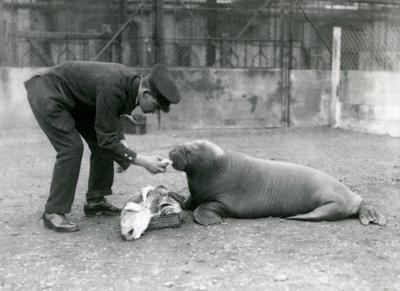 Chovatel, Arthur Chandler, krmí ryby mladému mrožovi, London Zoo, 1924 od Frederick William Bond