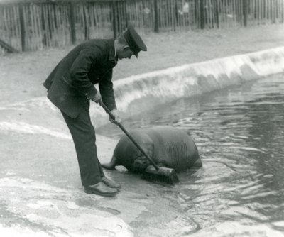 Ošetřovatel Arthur Chandler vymetá mroží bazén, Londýnská zoo, 1924 od Frederick William Bond