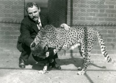 Chovatel Charles Dixon s hravým gepardem v londýnské zoo, říjen 1922 od Frederick William Bond
