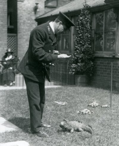 Chovatel Collins na trávníku v londýnské zoo s leguánem skalním na vodítku, londýnská zoo, 1924 od Frederick William Bond