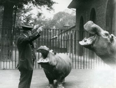 Chovatel Ernie Bowman s hrochy Bobbie a Joan v londýnské zoo, červenec 1923 (černobílá fotografie) od Frederick William Bond