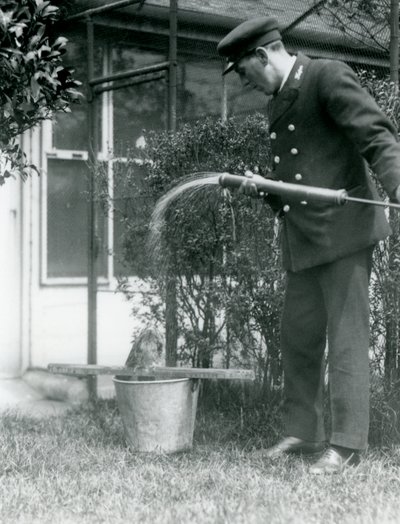 Ošetřovatel Thomas Raggett sprchuje žabího mloka, Londýnská zoo, 1924 od Frederick William Bond
