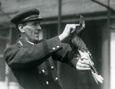 Chovatel, Thomas Raggett, hladící zoborožce velkého indického podle svého účtu v londýnské zoo, 1924 od Frederick William Bond