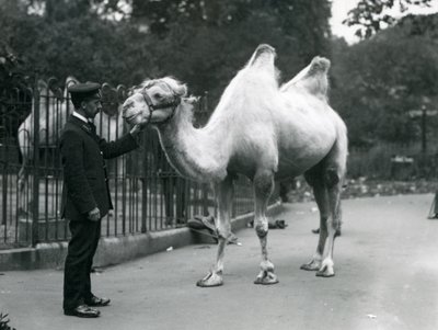 Chovatel W. Styles s dvouhrbým velbloudem v londýnské zoo, červenec 1914 od Frederick William Bond