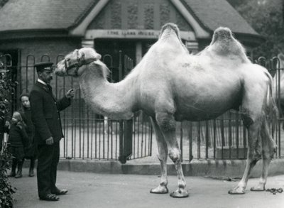 Chovatel W. Styles s dvouhrbým velbloudem před domem lám v londýnské zoo, červenec 1914 od Frederick William Bond