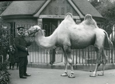 Chovatel W. Styles s dvouhrbým velbloudem před domem lám v londýnské zoo, červenec 1914 od Frederick William Bond