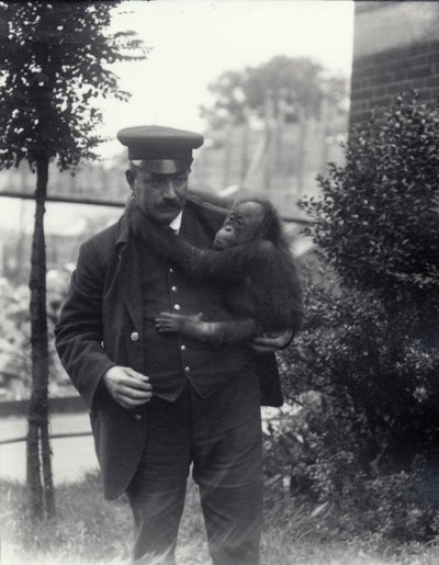Chovatel Z. Rodwell držící mládě orangutana v londýnské zoo, říjen 1913 od Frederick William Bond