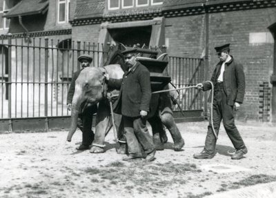 Chovatelé Jack Milbourne, H Robertson a Thomas trénují mladého slona asijského, londýnská zoo, květen 1922 (černobílá fotografie) od Frederick William Bond