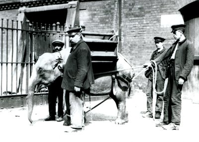 Chovatelé Jack Milbourne, H Robertson a Thomas trénují mladého slona asijského, londýnská zoo, květen 1922 (černobílá fotografie) od Frederick William Bond