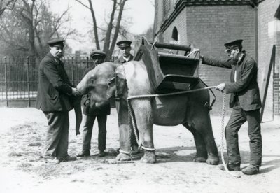 Chovatelé Jack Milbourne, H Robertson a Thomas trénují mladého slona asijského, londýnská zoo, květen 1922 (černobílá fotografie) od Frederick William Bond
