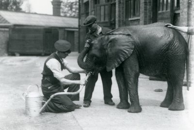 Chovatelé pomáhají mladému samci slona afrického Kiberenge pít z hadice, která byla připevněna ke konvi, Londýnská zoo, červenec 1924 od Frederick William Bond
