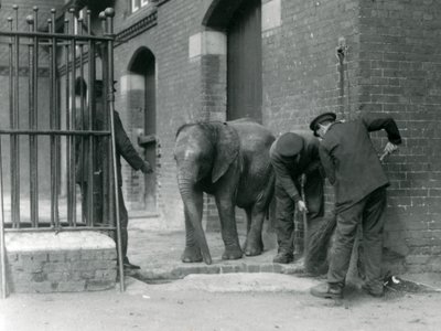 Ošetřovatelé s mladým samcem slona afrického Kiberenge, Londýnská zoo, 1924 od Frederick William Bond