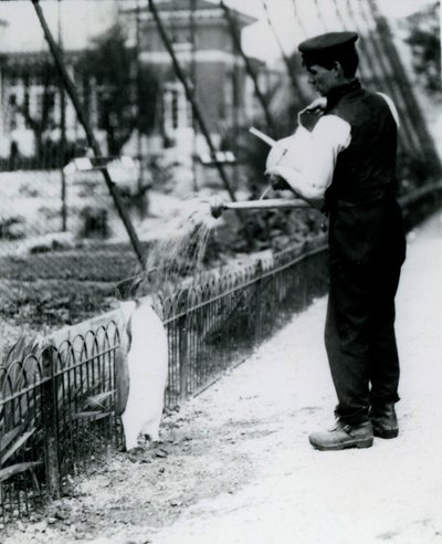 Tučňáka krále osprchoval chovatel Harry Munro konvem v londýnské zoo v květnu 1914. Munro byl zabit v první světové válce poté, co sloužil v armádě, ve vzducholodí a na protisubmě od Frederick William Bond