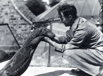 Varan komodský Sumbawa s chovatelem H. Alecem Buddem, 1928 od Frederick William Bond