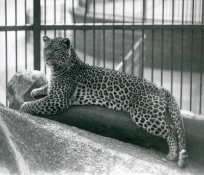 Leopard Rex ležící na kládě ve svém výběhu v londýnské zoo v červenci 1925 od Frederick William Bond