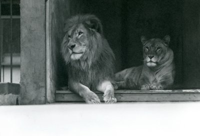 Lev a lvice Kuja a Caroline v ZSL London Zoo, červenec 1924 od Frederick William Bond