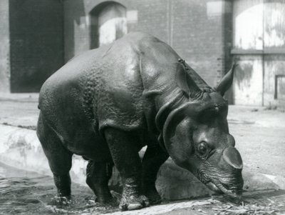 Samec nosorožce indického Felix opouští bazén v londýnské zoo v roce 1928 od Frederick William Bond