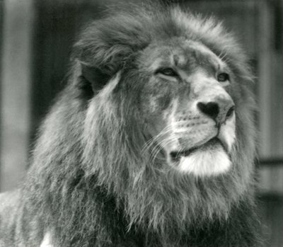 Samec lva Kuja v londýnské zoo v srpnu 1924 od Frederick William Bond