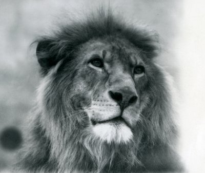 Samec Lion Kuja v londýnské zoo v lednu 1925 od Frederick William Bond