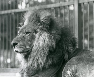 Samec Lion Toto ležící ve svém výběhu v londýnské zoo v září 1927 od Frederick William Bond