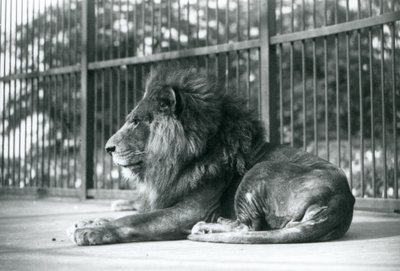 Samec Lion Toto ležící ve svém výběhu v londýnské zoo v září 1927 od Frederick William Bond