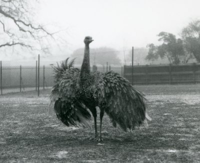 Zobrazení mužského hovoru v Greater Rhea, London Zoo od Frederick William Bond