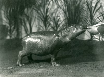 Percy, mladý hrošík trpasličí ručně krmený v londýnské zoo, listopad 1923 (černobílá fotografie) od Frederick William Bond