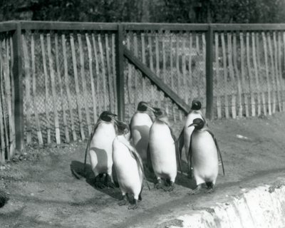 Šest tučňáků králových kráčejících vedle svého bazénu v londýnské zoo v roce 1927 od Frederick William Bond