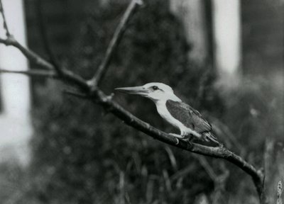 Ledňáček říční odpočívající na větvi, tento poddruh pochází ze souostroví Sulu na Filipínách, londýnská zoo od Frederick William Bond