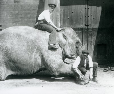 Sundermalah ořezává přední nohu jedním ošetřovatelem pilníkem, zatímco další sedí na zádech, Londýnská zoo, srpen 1926 od Frederick William Bond